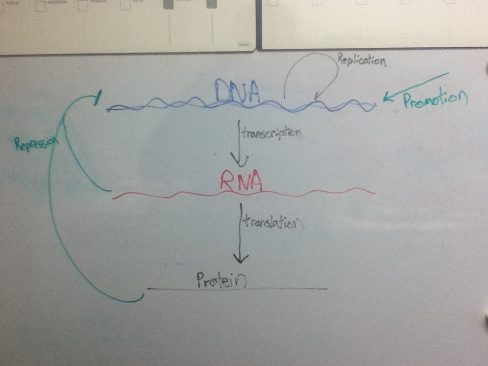Concept Map Central Dogma Of Genetics